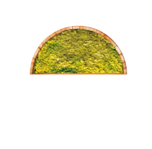 Microalghe